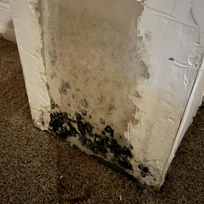 Professional Mold Removal in Becker County, MN